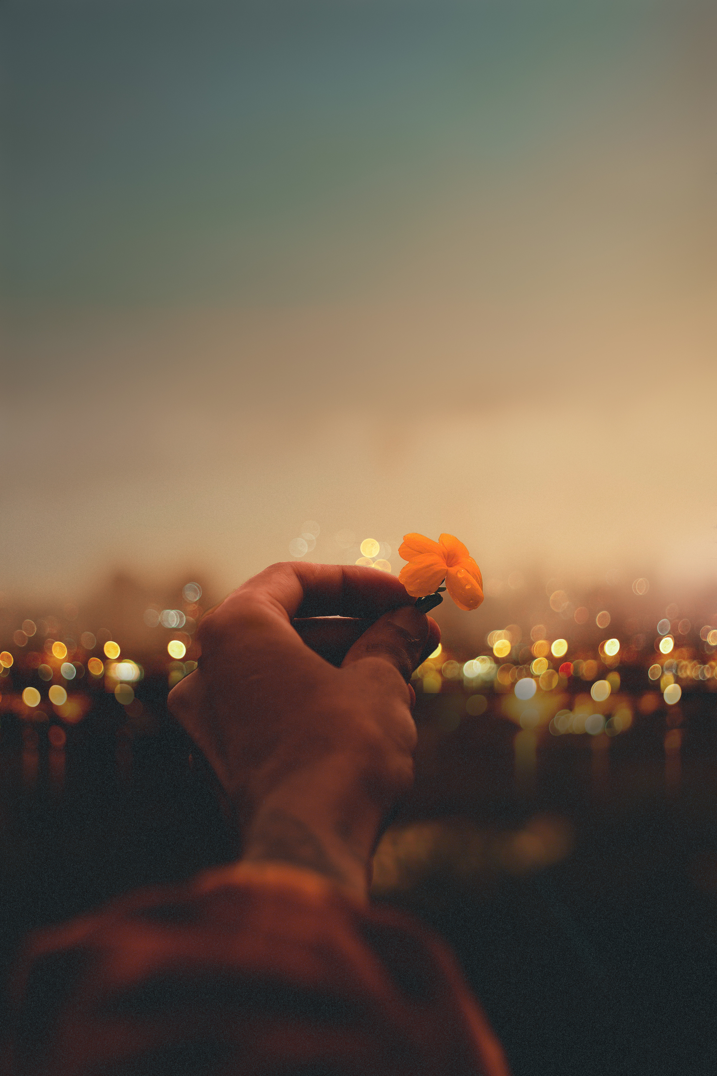 Person Holding Yellow Petaled Flower